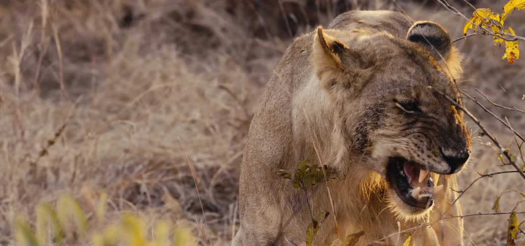 A large male lion with a brown and blond mane stands on tall dry grass with its mouth open revealing its teeth