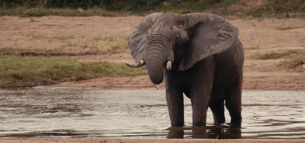 Elephant drinking water in a shallow river
