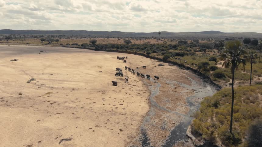 A herd of elephants walks across a dry riverbed in the savanna