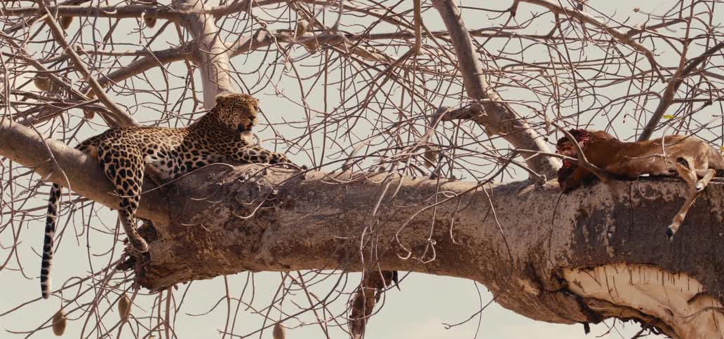 Leopard rests on a tree branch beside its prey