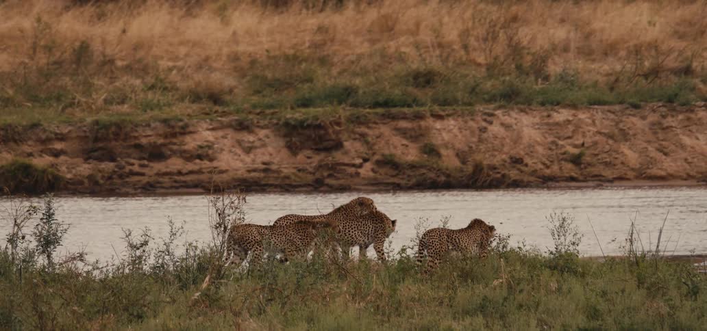 A group of cheetahs walks through the jungle beside a stream at midday