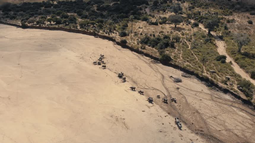 The herd of elephants travel on the sand through the safari