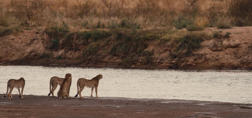 A group of cheetah by the river
