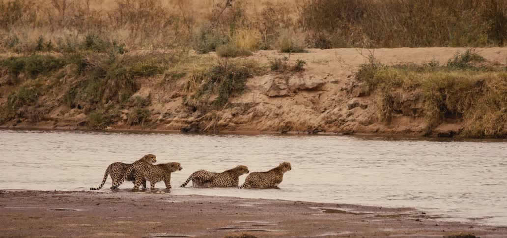 Group of cheetahs crossing a shallow river in the savanna