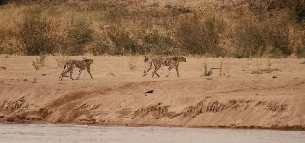 The cheetah run out of the stream together