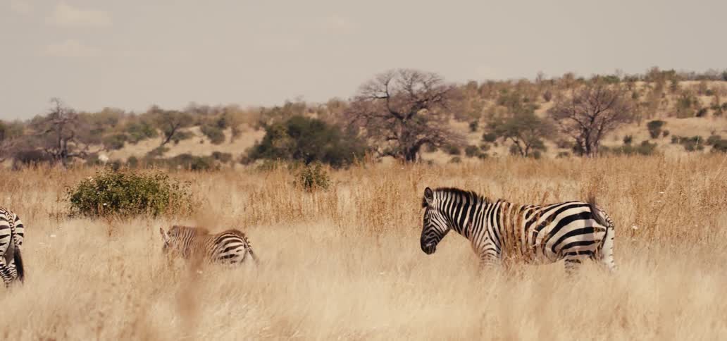 Zebras walk in a field of tall dry grass and vegetation