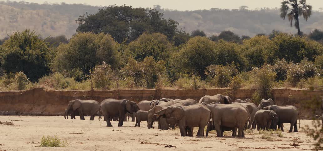 Herd of elephants gathers in an open area near the vegetation