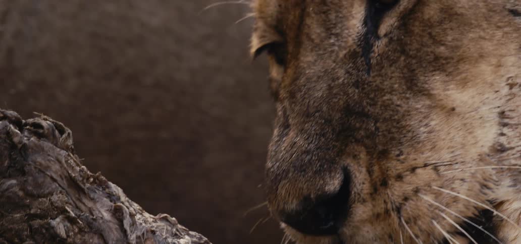 A close up of a lions face