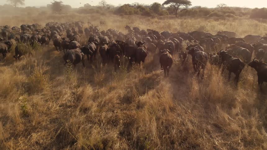 A large herd of african buffalo moving through a dry grassy field creating a cloud of dust as they migrate across the savannah