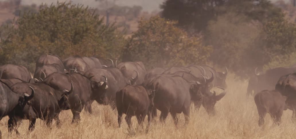 A herd of wild buffalo walks in open grassland