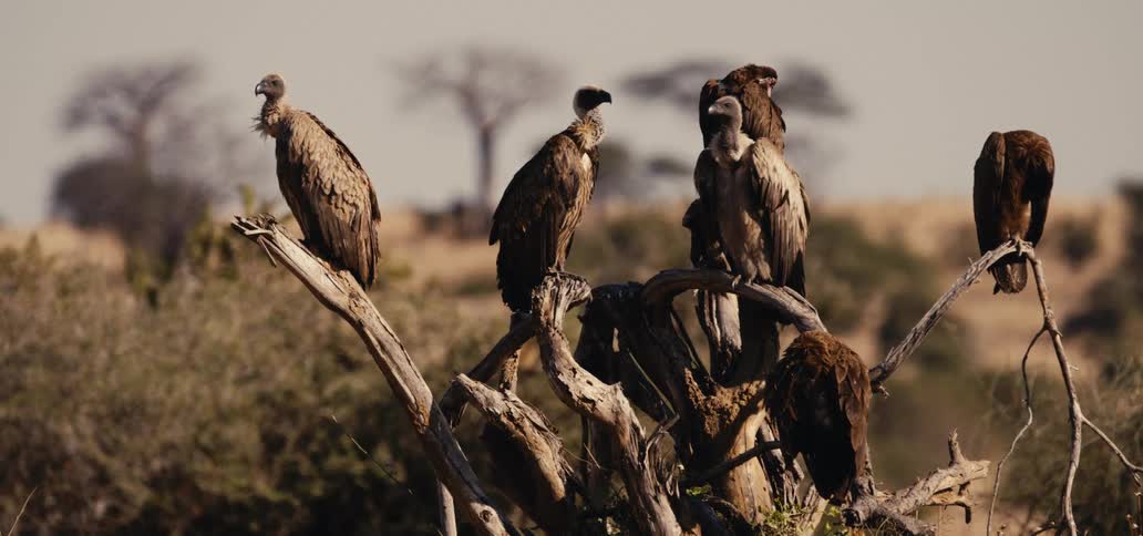 A flock of vultures