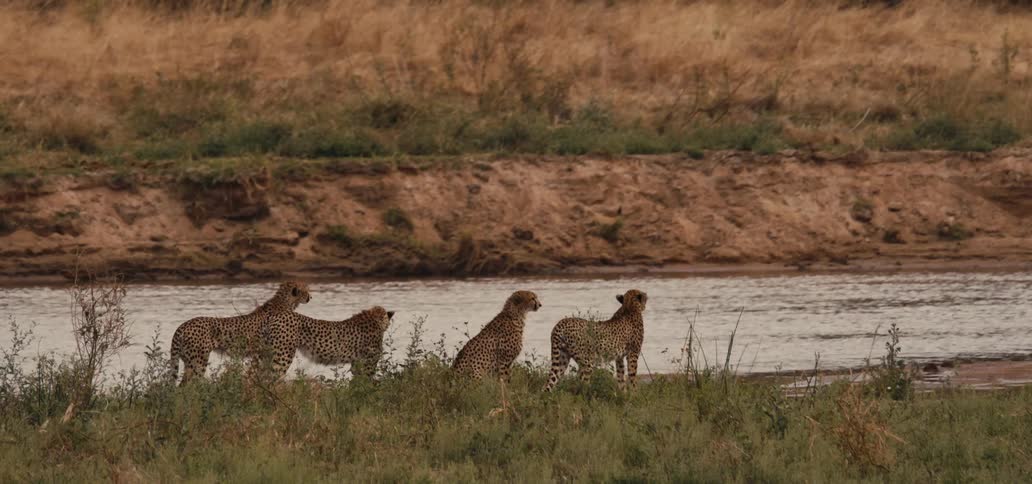 Pack of leopards hanging out very quietly on a field near a river