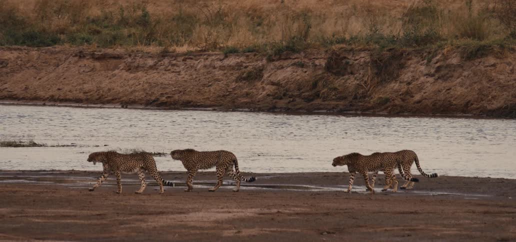 Four cheetahs walking together by the riverbank