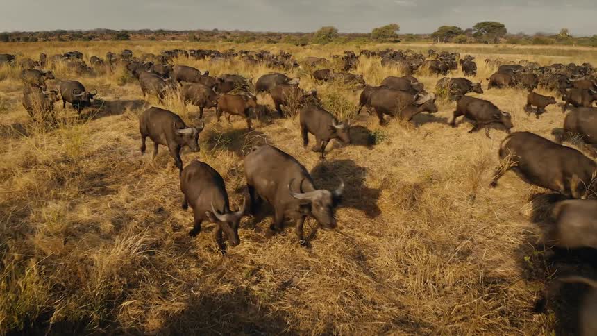 A herd of cattle running through a field