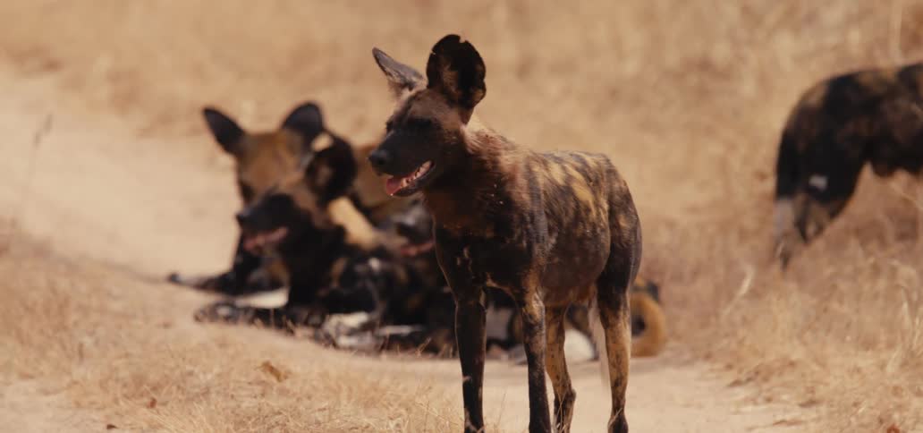 A group of hyenas on a path