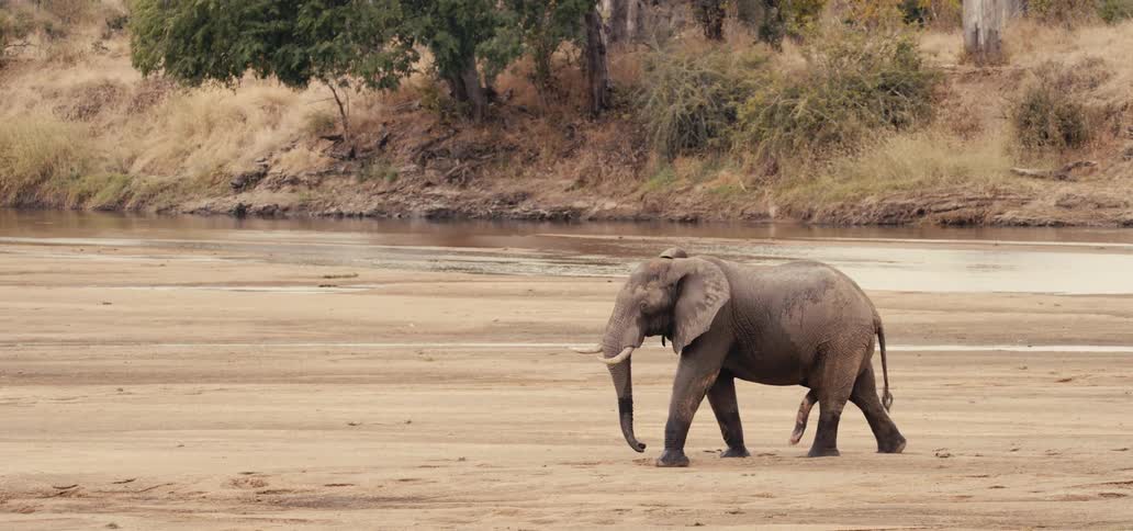 Elephant moves its trunk as it walks along the coast