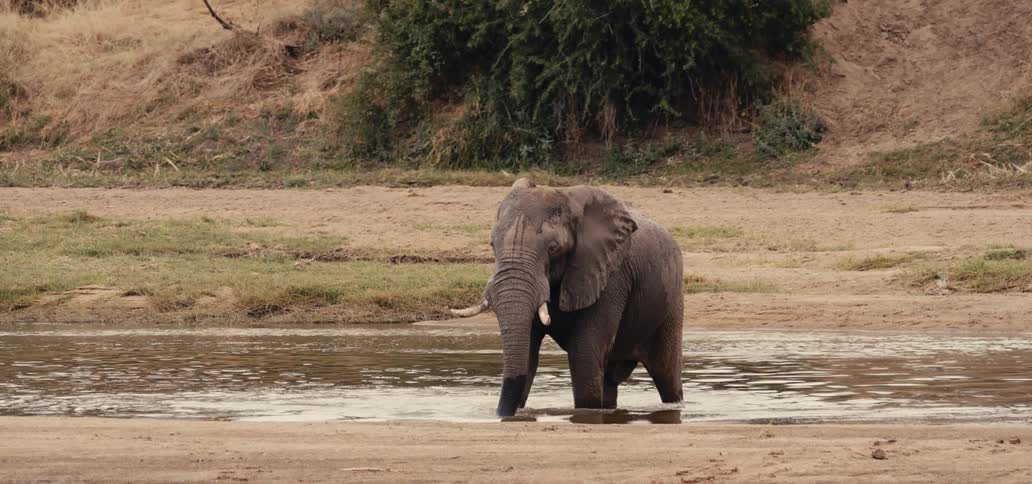Elephant moves its ears as it walks dragging its trunk through shallow water
