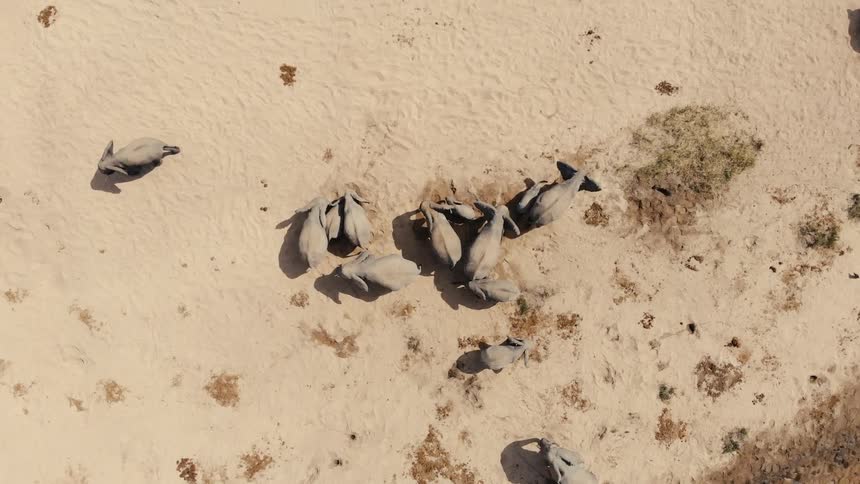 A herd of elephants walk in the sand