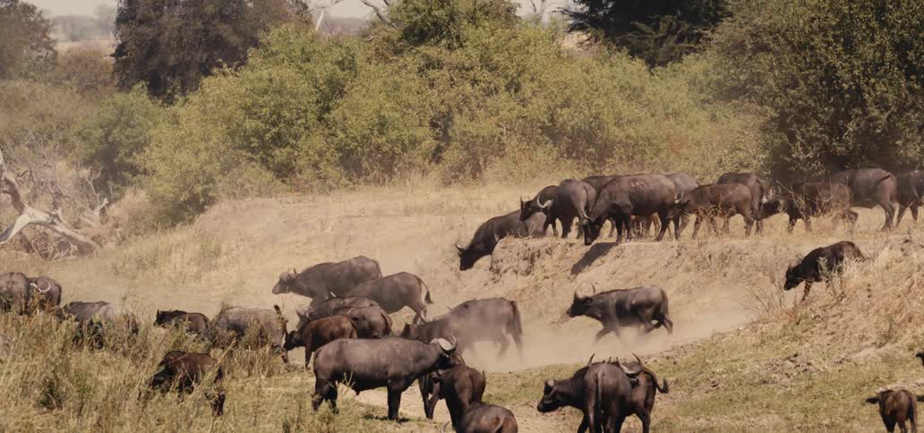 Herd moves down a slope near a grove of trees