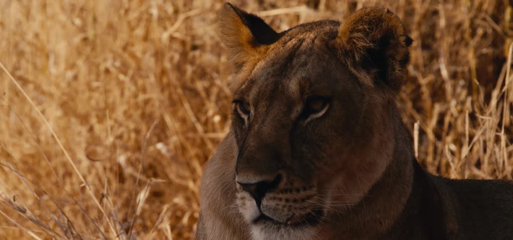 Lioness lying in the savanna among dry vegetation