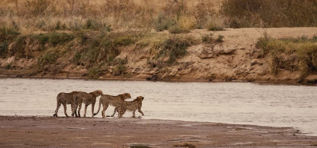 A family of cheetah stand by a river
