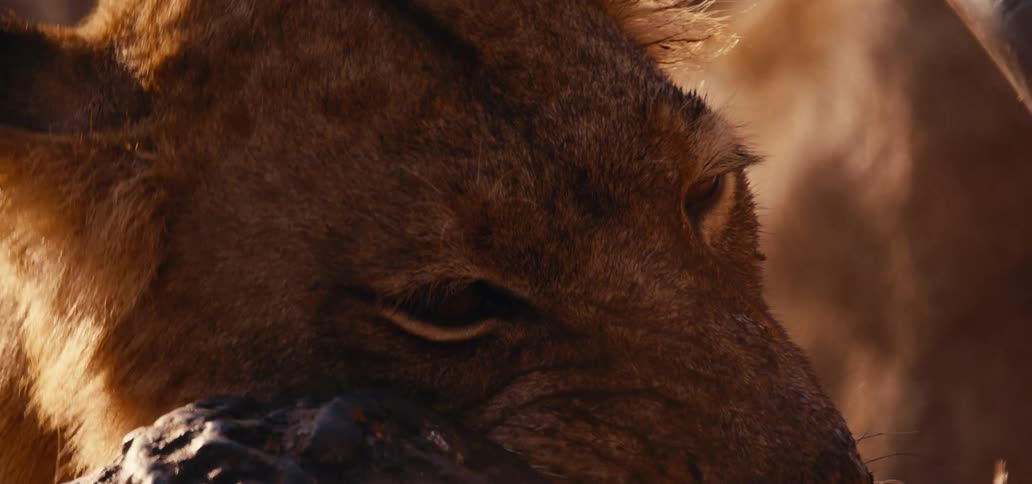 Lioness feeding on the carcass of an animal in the savanna