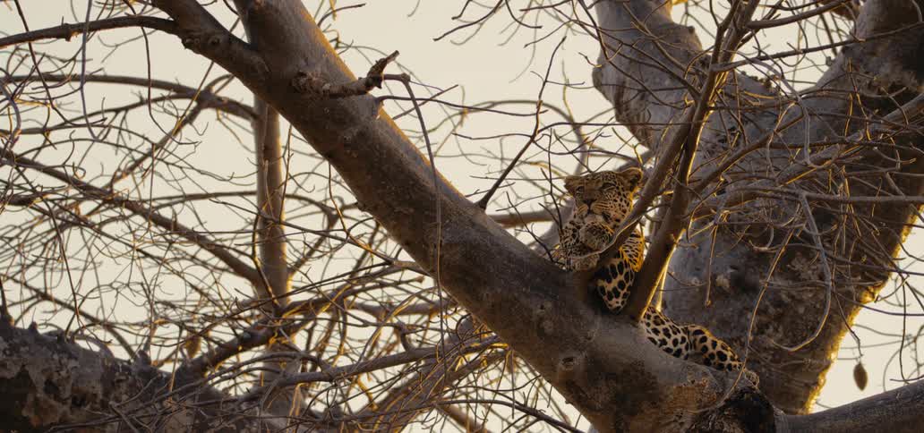 Leopard relaxes sitting in a tree looking around