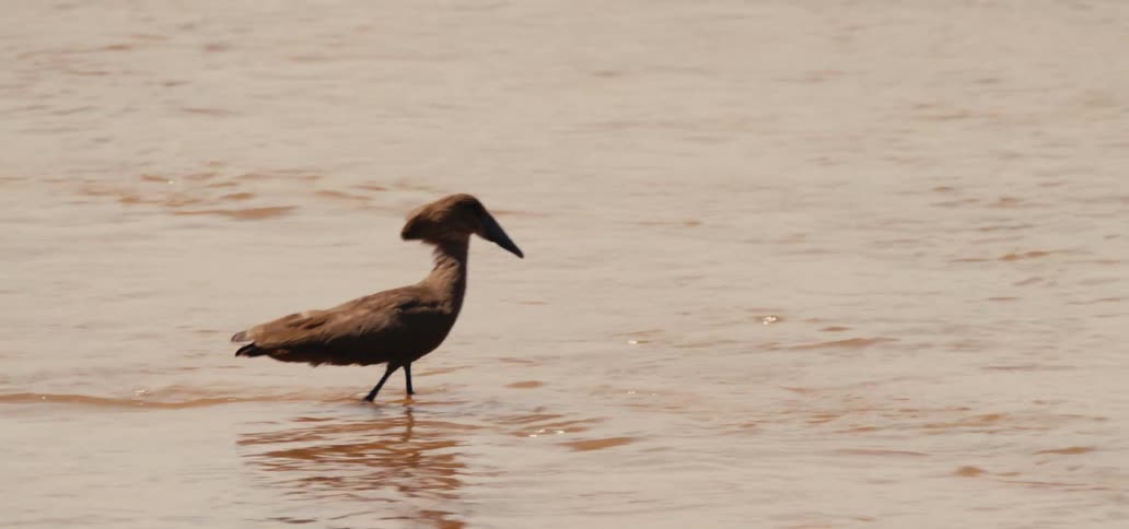 Brown bird with long legs walking in shallow water
