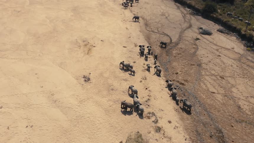 A pack of elephants in the open