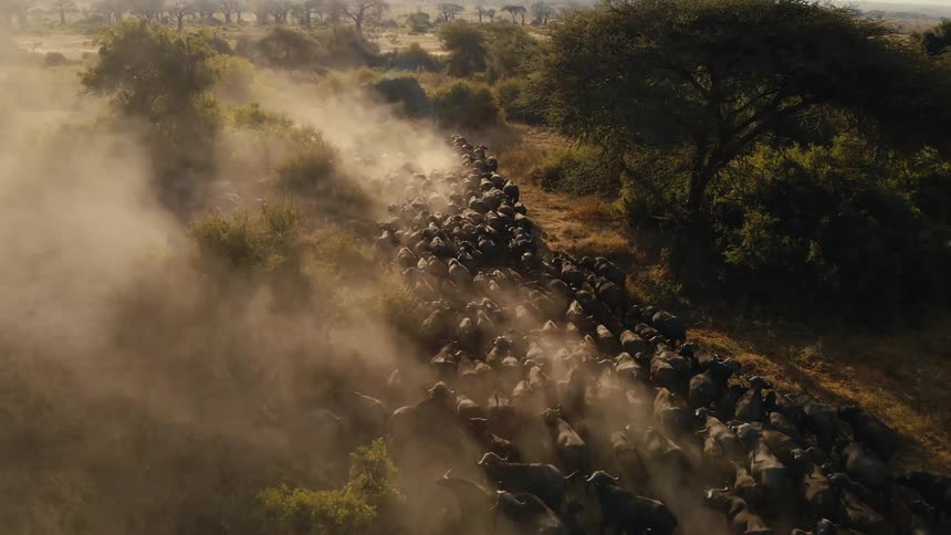 A herd of buffalo kicking up sand as they move in a tight group across a savanna
