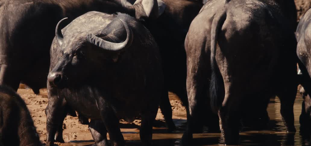 Based on the images from the video a herd of african buffaloes is gathered together with some standing in shallow water or mud one prominent buffalo with large horns is in the foreground facing the camera the video shows the buffaloes moving and look