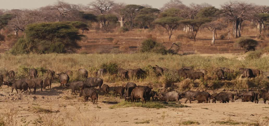 Herd of buffalo grazing on an african plain