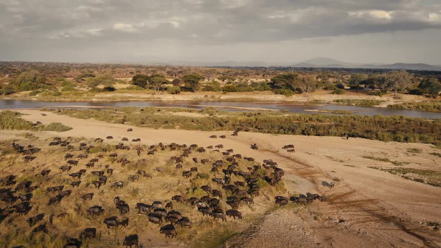 Large herd of buffalo spread across the savanna near a river