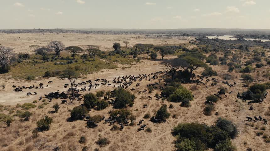 A large herd of animals in a savanna