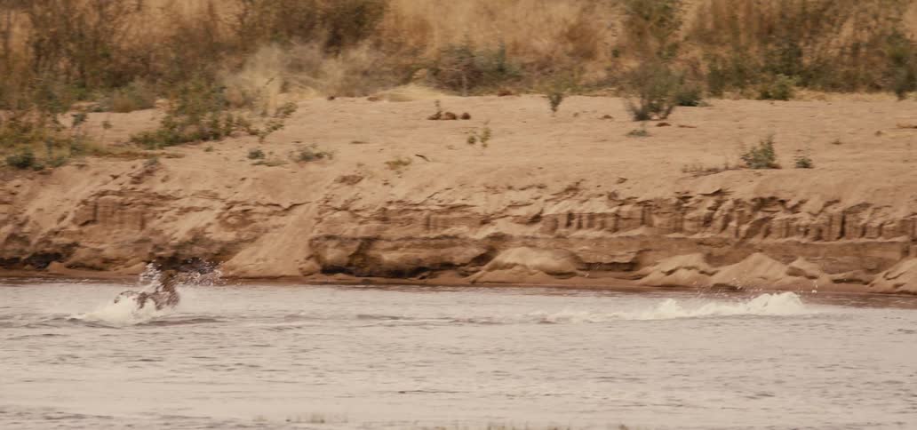 A group of cheetahs cross the stream together