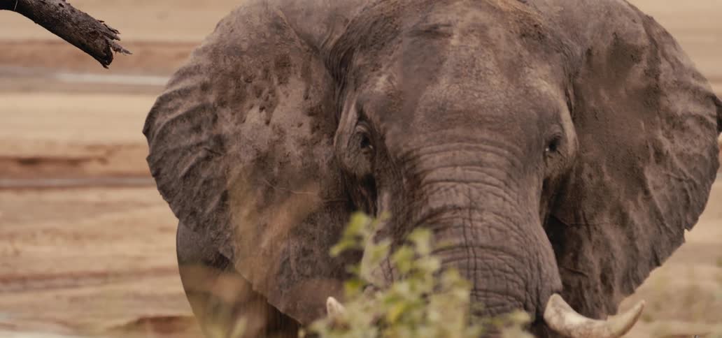 Dustcovered elephant walks among the savannah vegetation