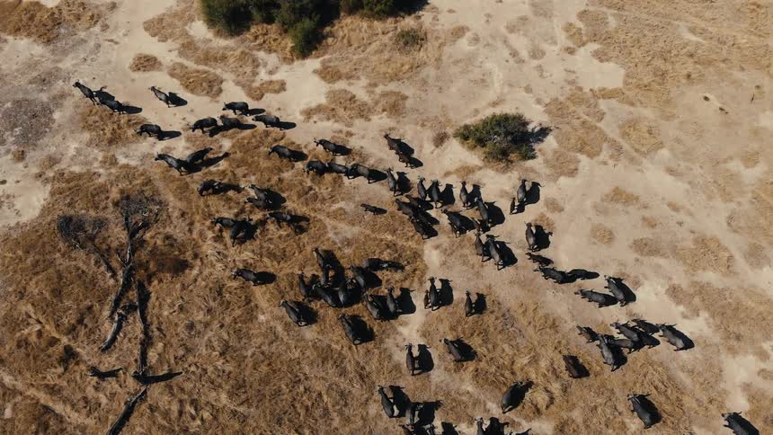 Aerial view of a herd of animals moving across dry plains