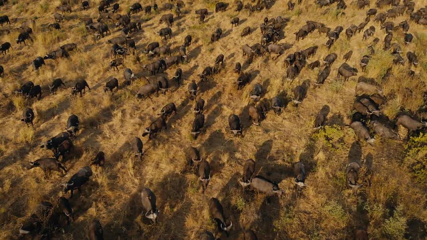 Birds fly over the large herd of ox