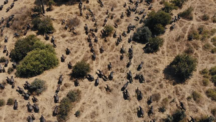 Large herd of buffalo crossing the dry savanna seen from above
