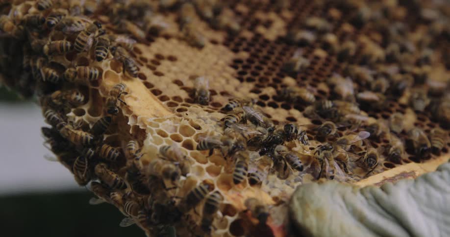Swarm of bees works on a honeycomb