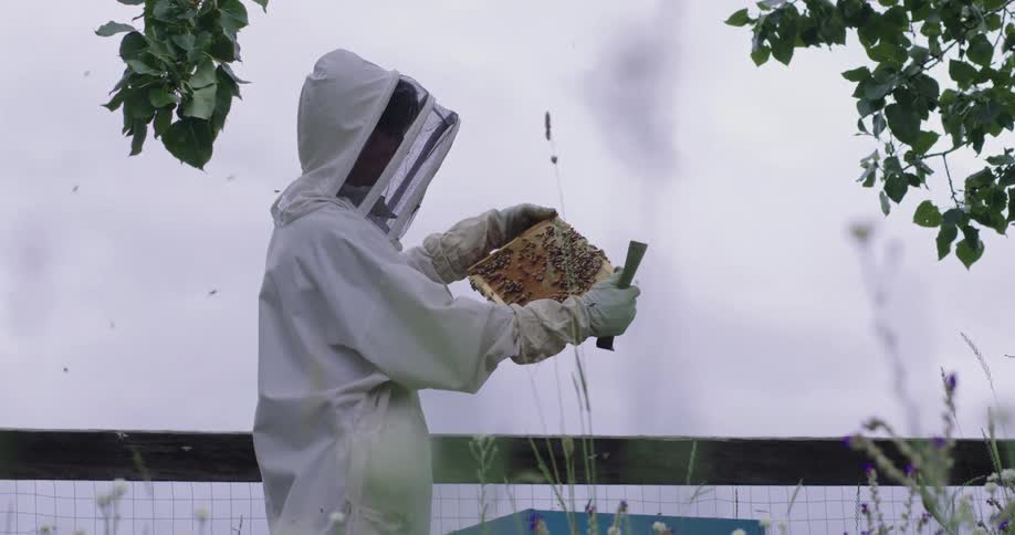 A beekeeper inspects a honeycomb outdoors