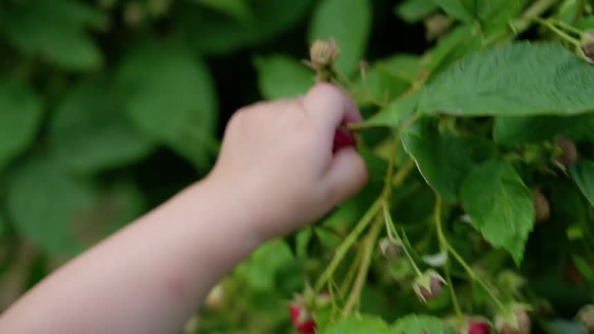 Toddler picking berries from a garden bush