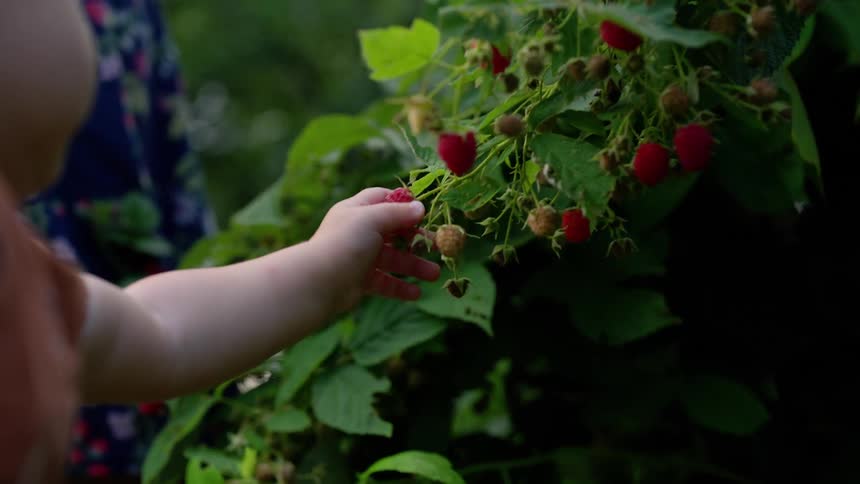 Childs hand picking a raspberry from a bush