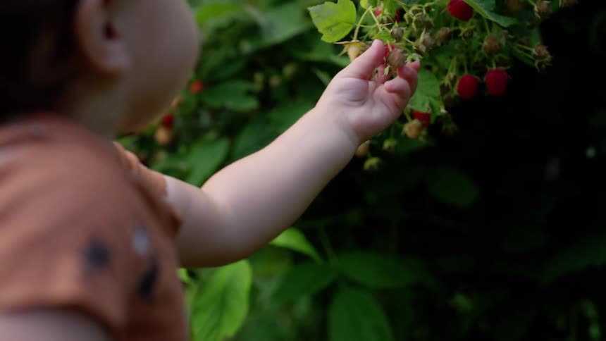 The baby takes a berry from the bush