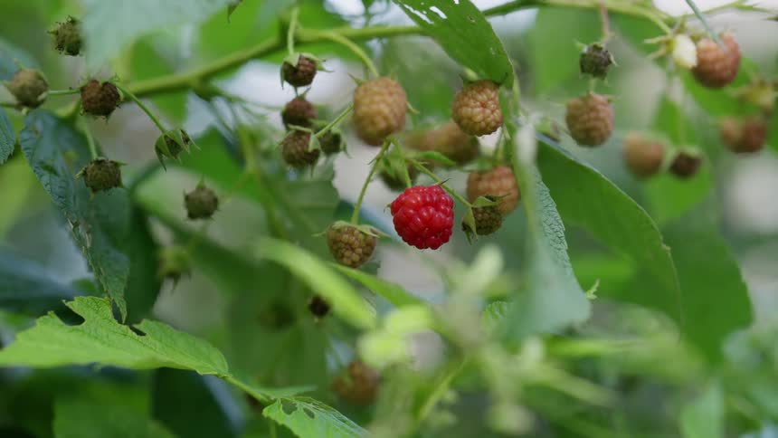 Closeup of raspberry bush in a home garden
