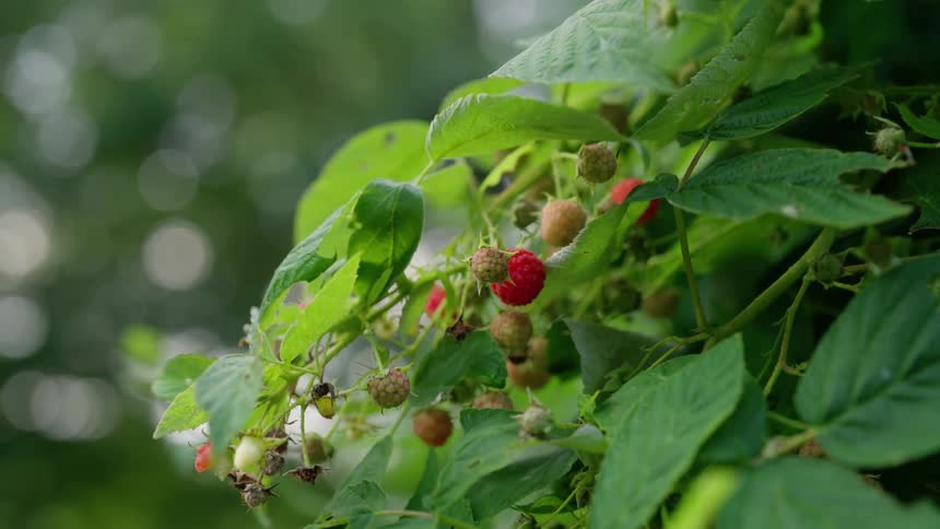 Raspberry branch with red and green fruits among leaves