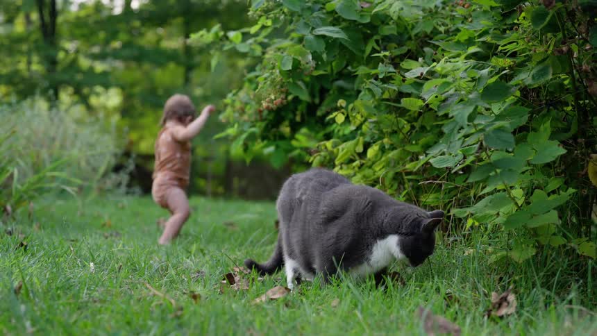 Toddler stumbles while exploring the backyard of a rural home as a cat eats grass nearby