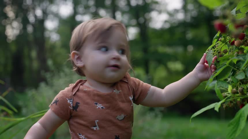 A toddler picks berries from a garden on a sunny day