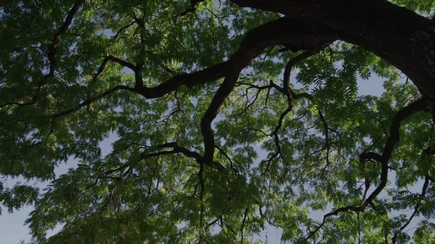 A view from directly below shows a large tree with dark thick branches and dense green foliage against a clear blue sky with the leaves swaying in a breeze