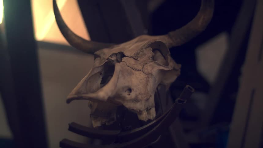 Bull skull with horns displayed in a rustic setting